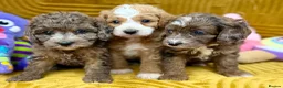 Cavapoo dogs for sale: Stunning F1B Cavapoos FULLY DNA health tested - Advert 6