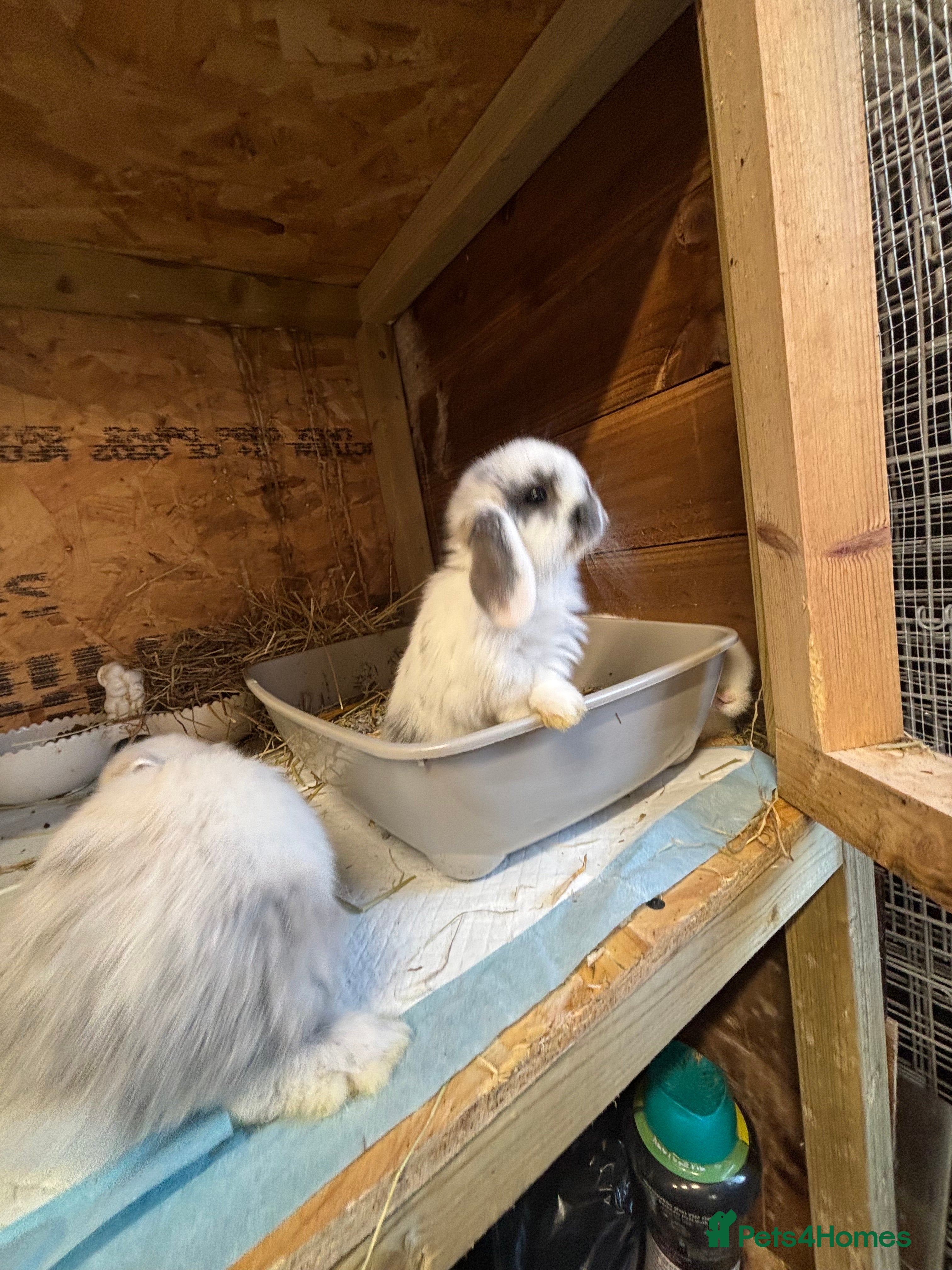 Mixed Breed rabbits 2 mini lops ready now. Holland lop x lionhead  - Advert 6