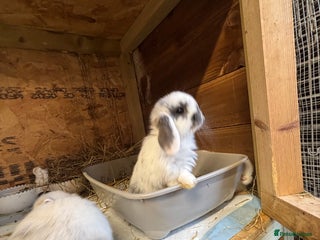 Mixed Breed rabbits 2 mini lops ready now. Holland lop x lionhead - Advert 6