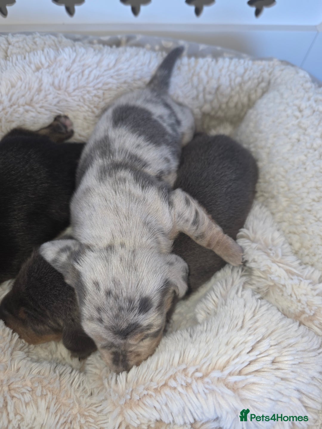 Miniature Dachshund dogs for sale: Miniature smooth dachshund  - Image 13