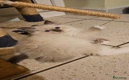 Ragdoll cats for sale: Adorable Ragdoll Kittens for Sale! 🐱✨ - Image 8