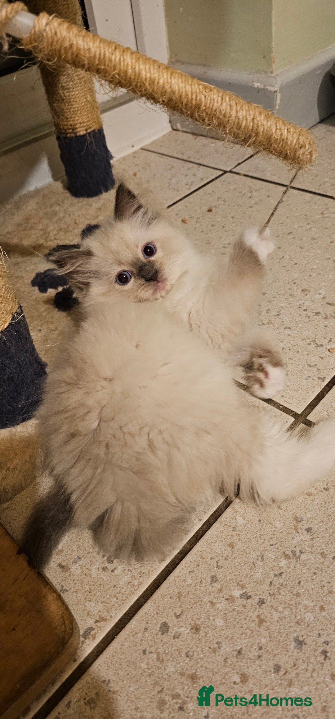 Ragdoll cats for sale: Adorable Ragdoll Kittens for Sale! 🐱✨ - Image 8
