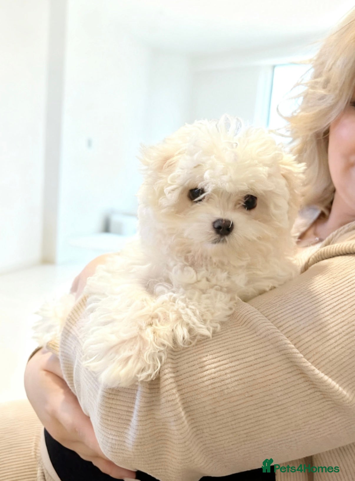 Maltipoo dogs Reduced F1 Maltipoo Male - Advert 5