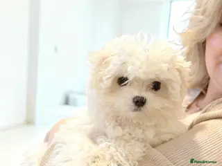 Maltipoo dogs Reduced F1 Maltipoo Male - Advert 5