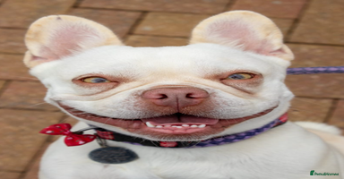 French Bulldog dogs in Chessington - Advert 5