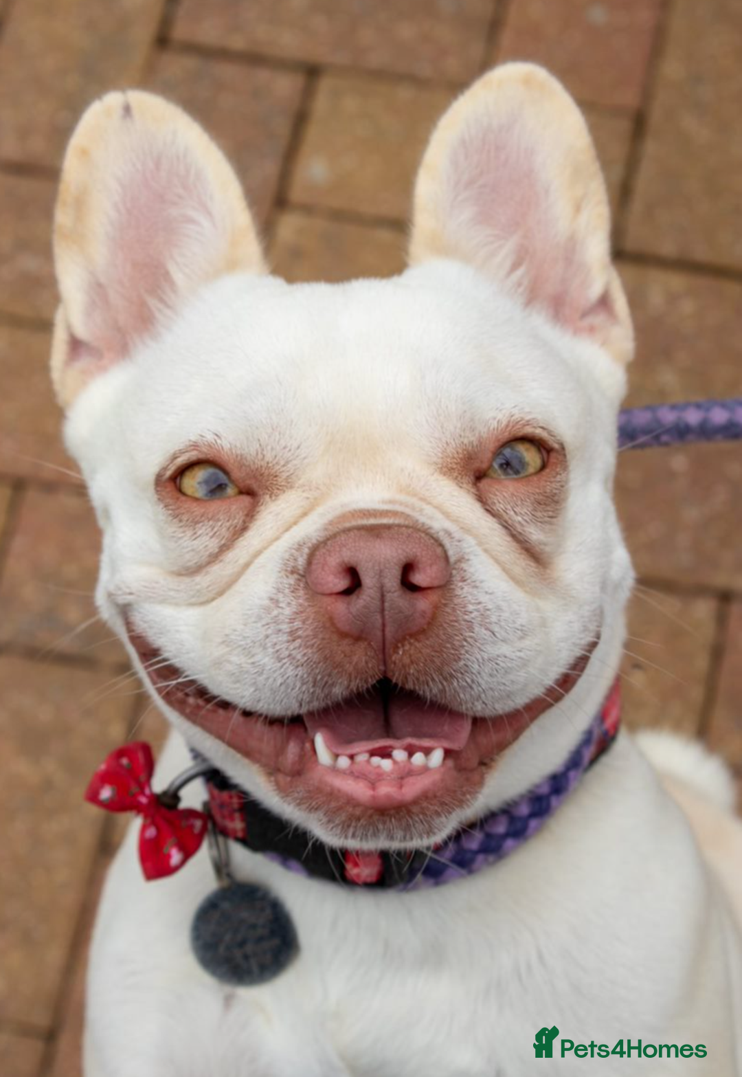 French Bulldog dogs for sale: RESCUE; Amber frenchie in Chessington - Image 2