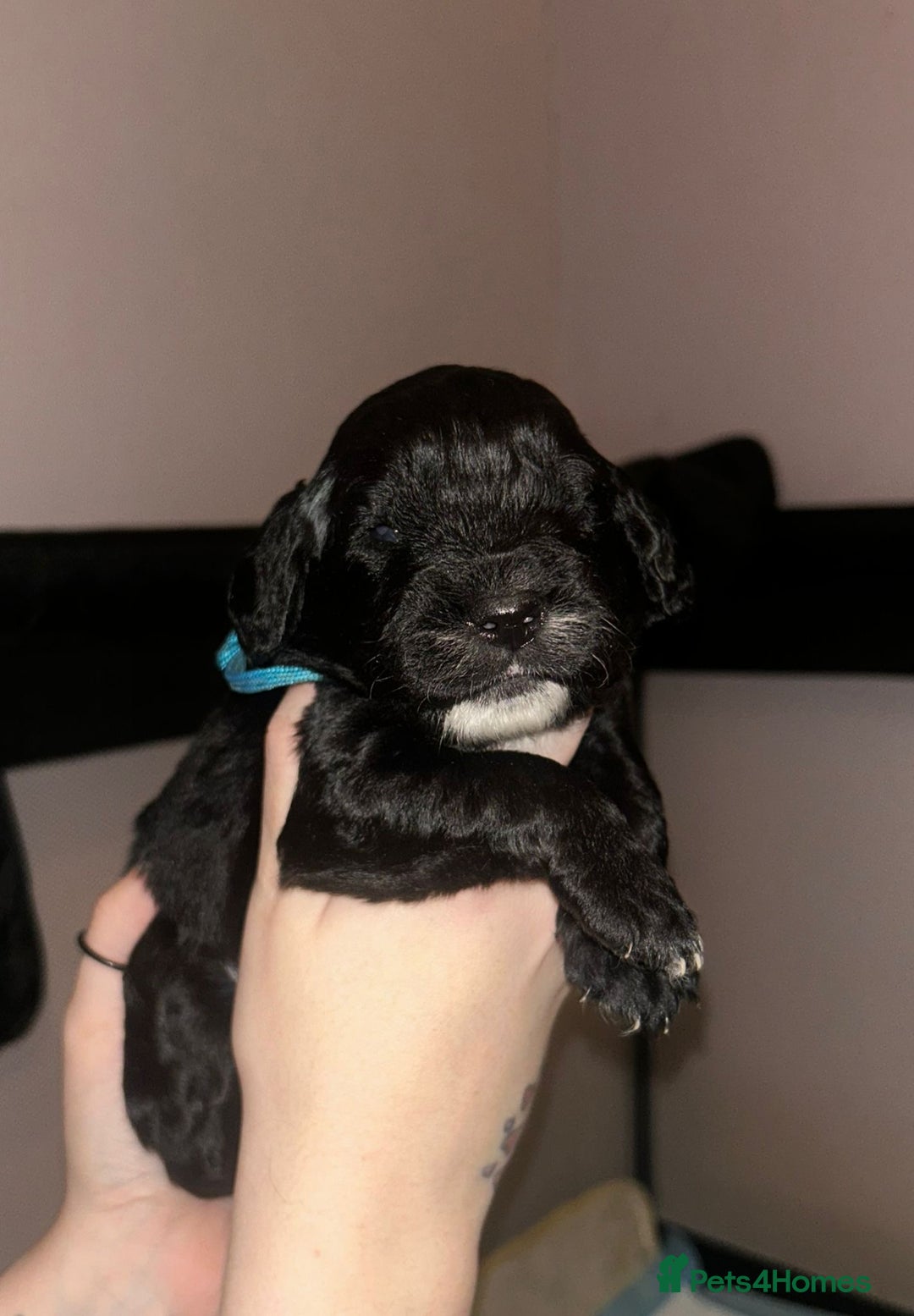 Cockapoo dogs for sale: Cockapoo puppies ready to reserve. - Advert 6