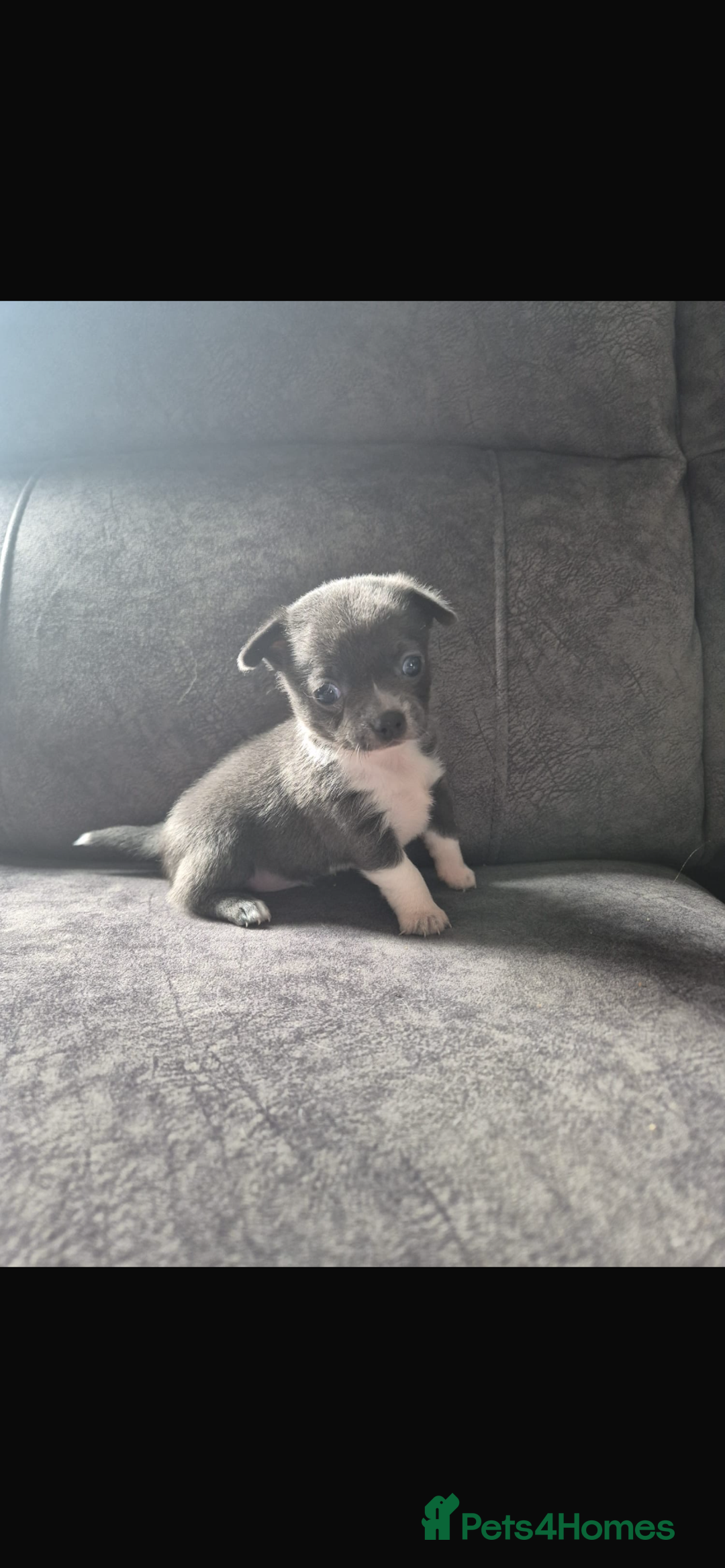 Chihuahua dogs for sale: 2 chihuahua puppies ready the 22/9/25  - Image 5