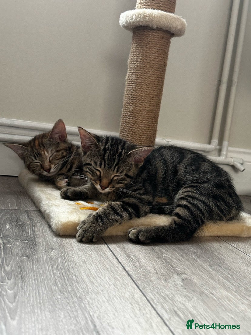 Mixed Breed cats Two siblings cats  - Advert 2