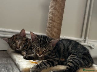 Mixed Breed cats Two siblings cats - Advert 2