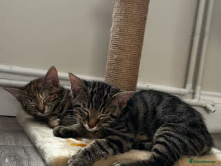 Mixed Breed cats Two siblings cats - Advert 7