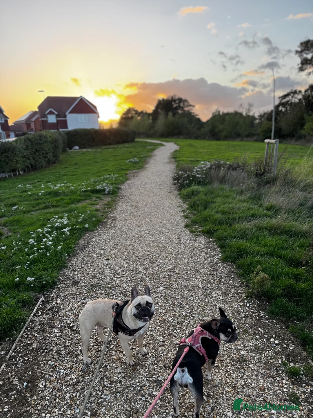 French Bulldog dogs for sale: Looking for forever home - Advert 8