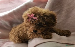 Cavapoo dogs for sale: Female Cavapoo pup  - Image 5