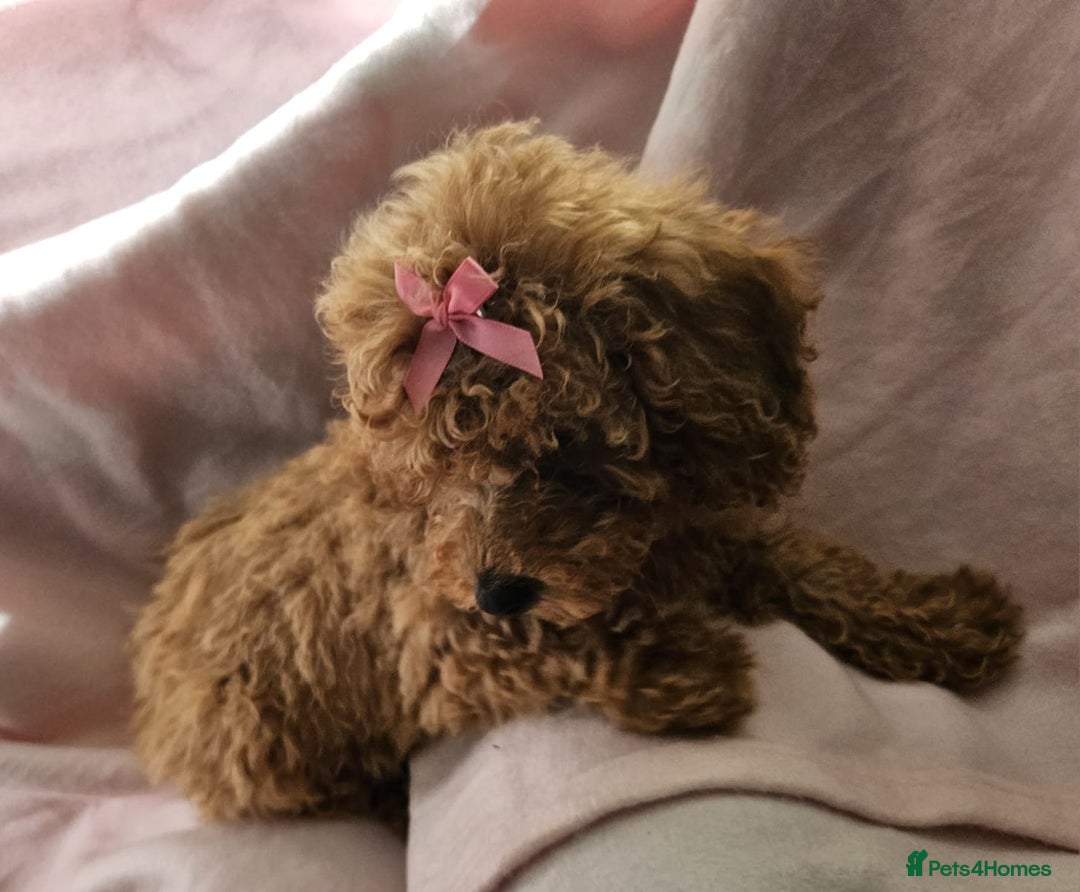 Cavapoo dogs for sale: Female Cavapoo pup  - Image 5