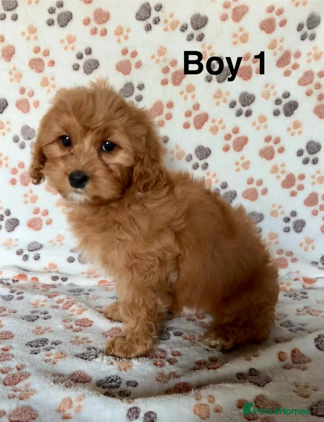 Cavapoo dogs for sale: Beautiful red Cavapoos  in Sheerness - Advert 5