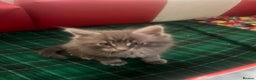 Maine Coon cats for sale: Maine coon kittens  - Advert 11