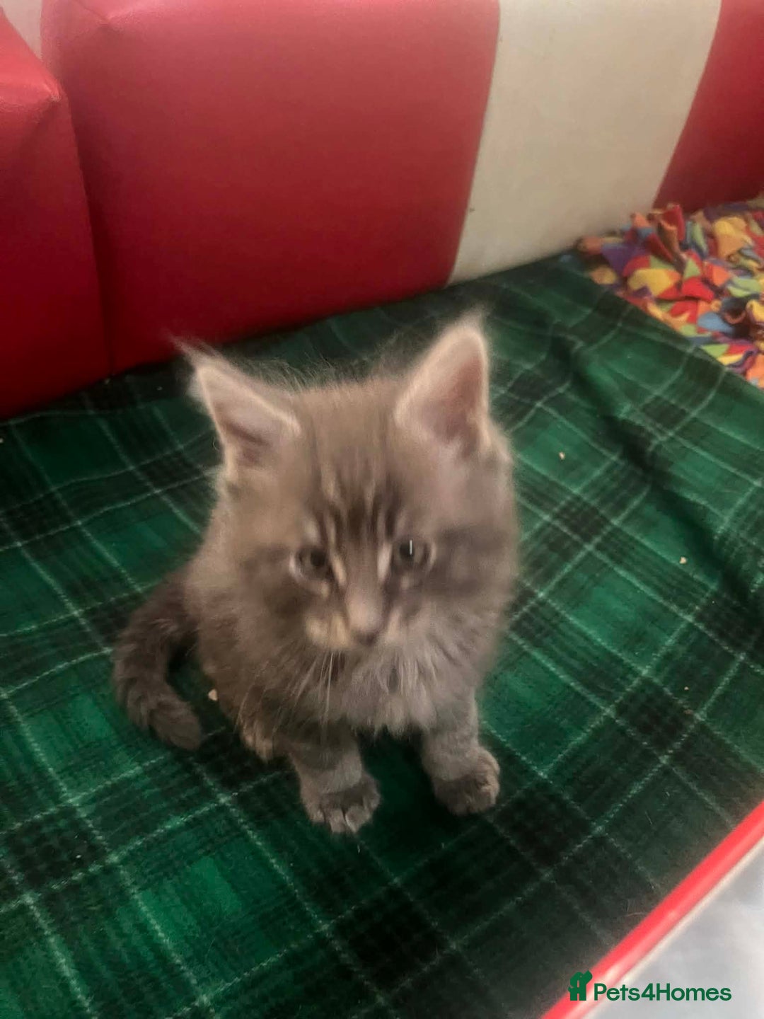 Maine Coon cats for sale: Maine coon kittens  - Advert 11