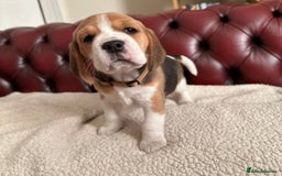 Beagle dogs for sale: Beagle Puppies - Image 5