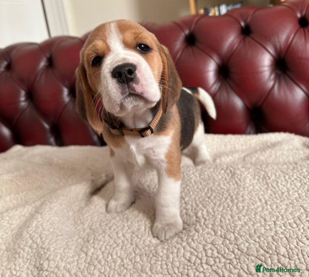 Beagle dogs for sale: Beagle Puppies - Image 5