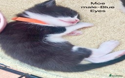 Mixed Breed cats for sale: Ragdoll mixed kittens - Image 14