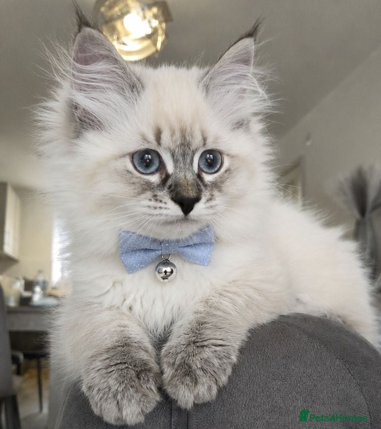 Siberian cats 🤩Pedigree registered Champion bloodline🤩  - Advert 2