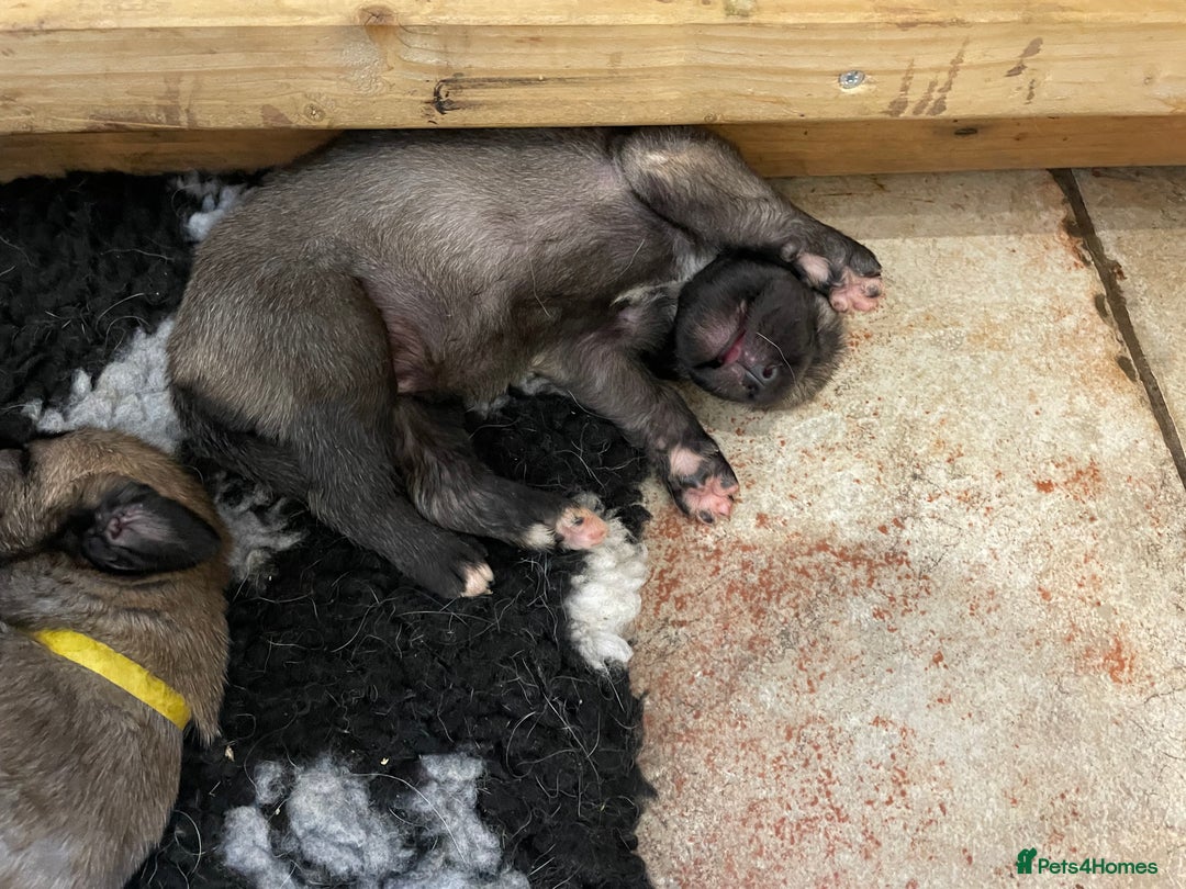 Irish Wolfhound dogs for sale: Irish Wolfhound full pedigree puppies for sale  - Advert 18