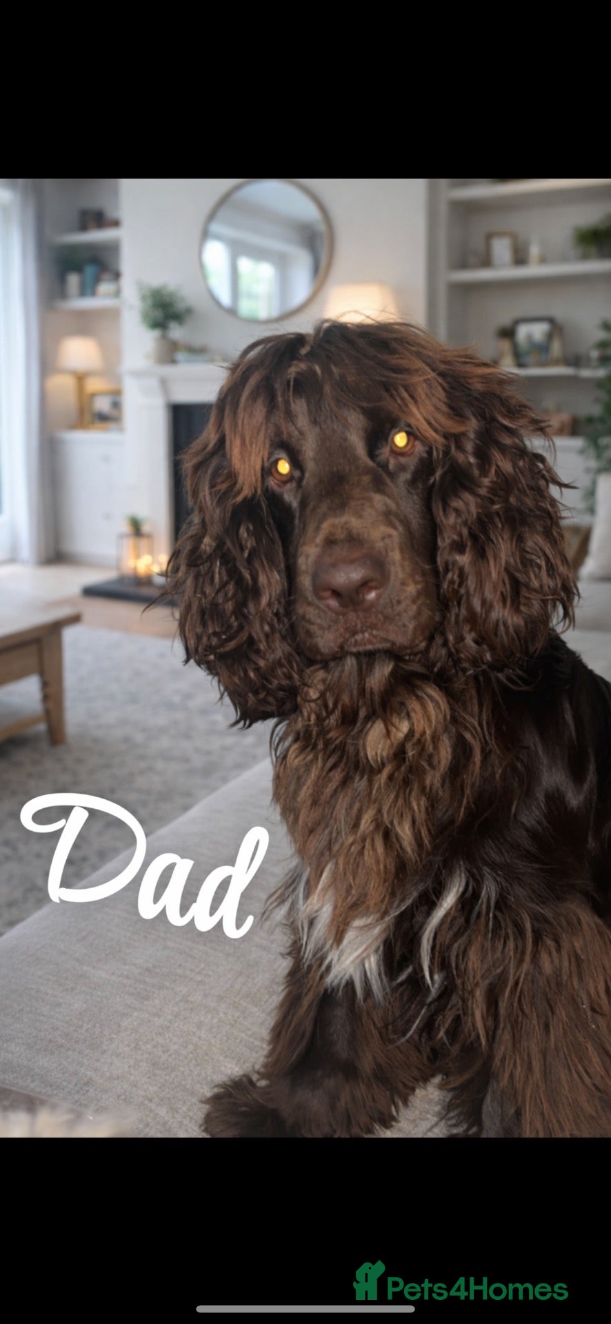 Cockapoo dogs Cockapoo rainbow litter 🌈  - Advert 2