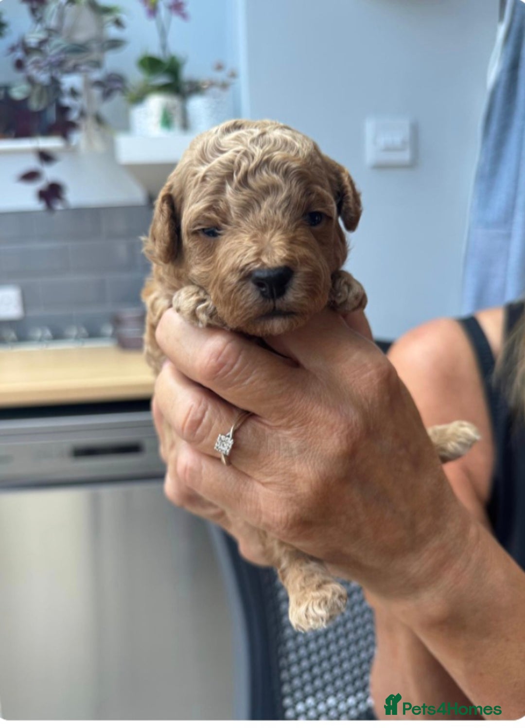 Toy Poodle dogs for sale: Beautiful Toy Poodle Pups For Sale - Image 3