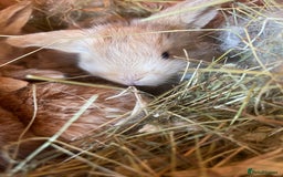 Mini Lop rabbits for sale: Gorgeous mini lop bunnies - Image 3