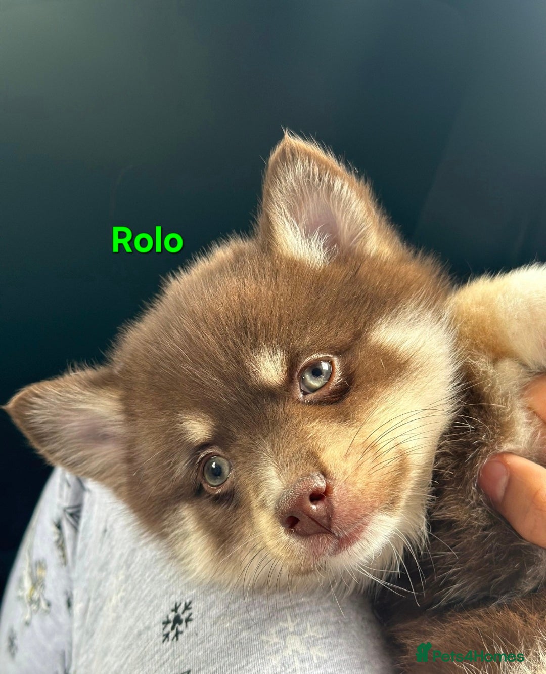 Pomsky dogs for sale: Ready now -Stunning F4 Pomskies, 6kg as adults  - Image 19