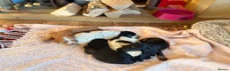 Cocker Spaniel dogs for sale: STUNNING WORKING COCKER SPANIEL PUPS - Advert 18