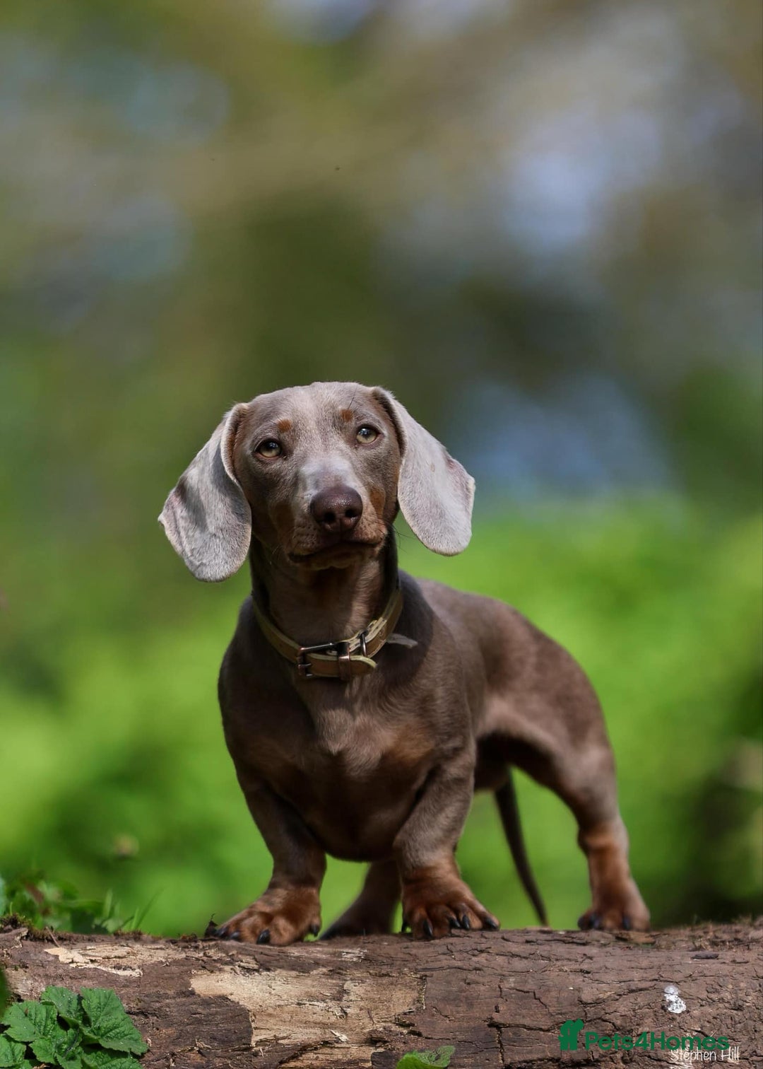 Miniature Dachshund dogs for stud: Mini Isabella & Tan dachshund for stud £150  - Image 3