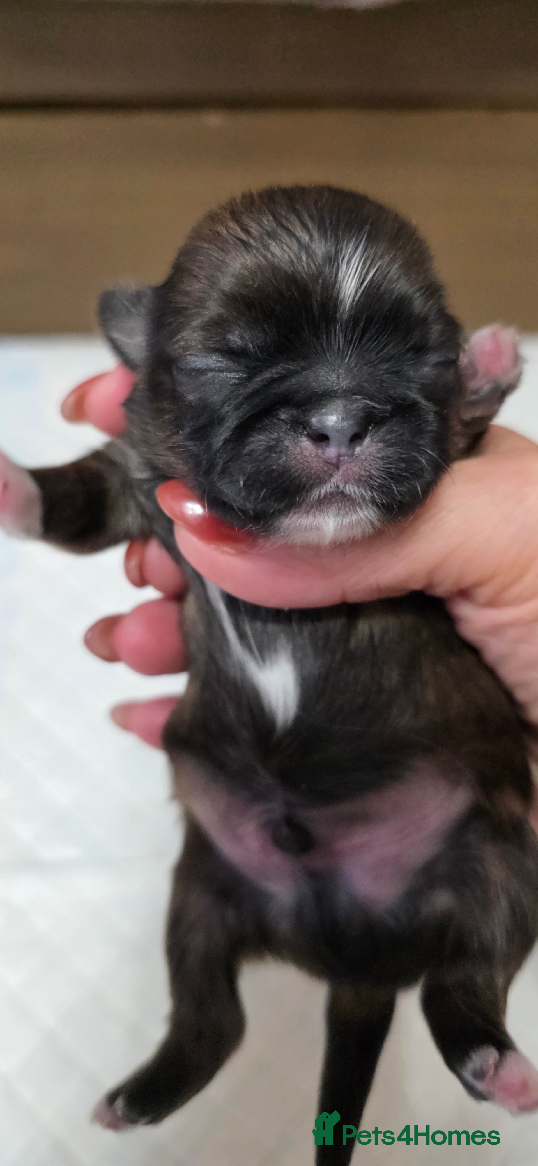 Shih Tzu dogs Beautiful Shih Tzu Puppies – 2 Boys & 4 Girls - Advert 2