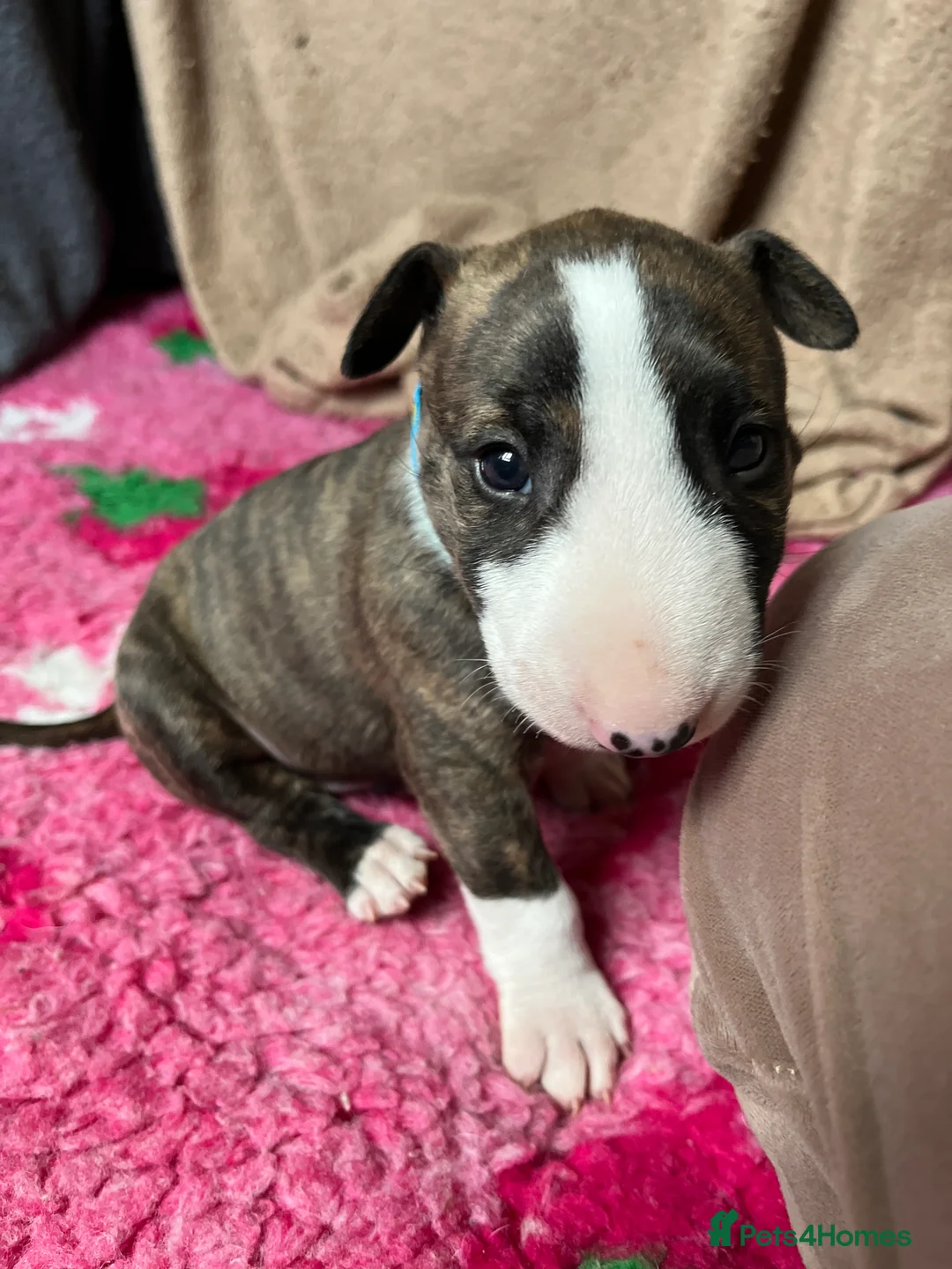 English Bull Terrier dogs for sale: Bull terrier standard. KC registered. BOY - Advert 13