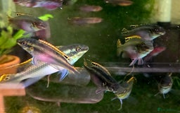 Killifish fish for sale: the fish that are in the photo Read the descriptio - Image 14