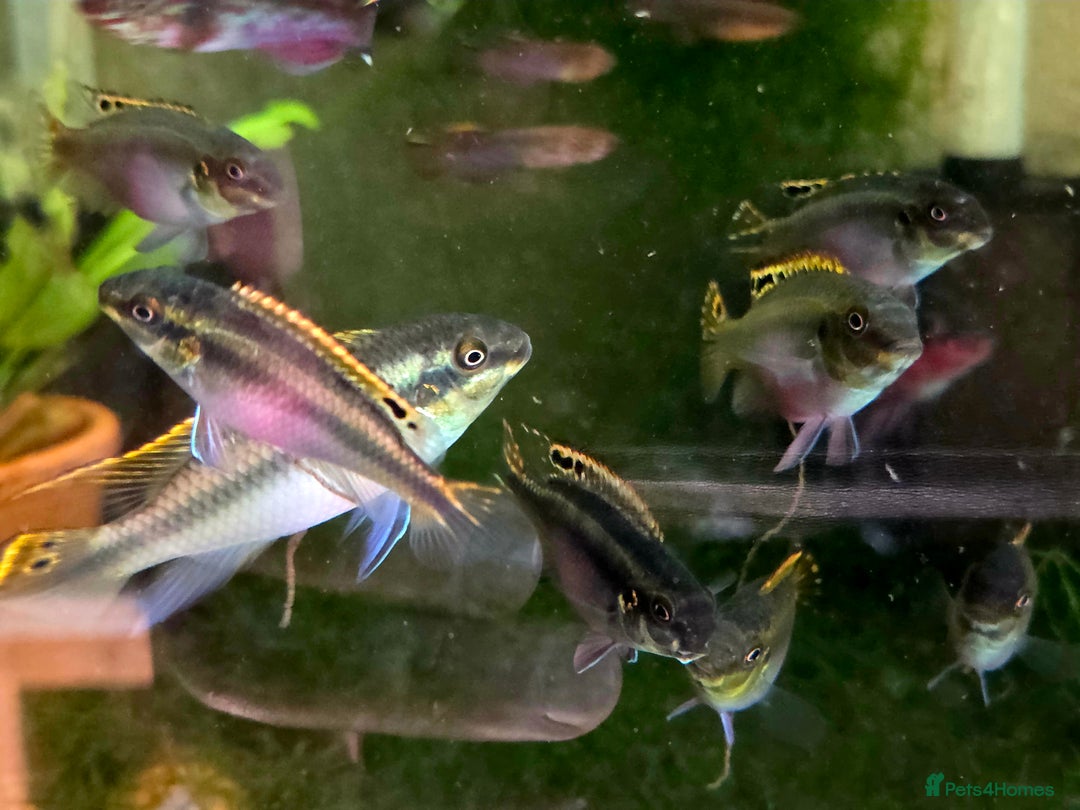 Killifish fish for sale: the fish that are in the photo Read the descriptio - Image 14