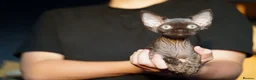 Devon Rex cats for sale: 🤎 Chocolate Devon Rex Boy Umber 🤎 - Advert 1