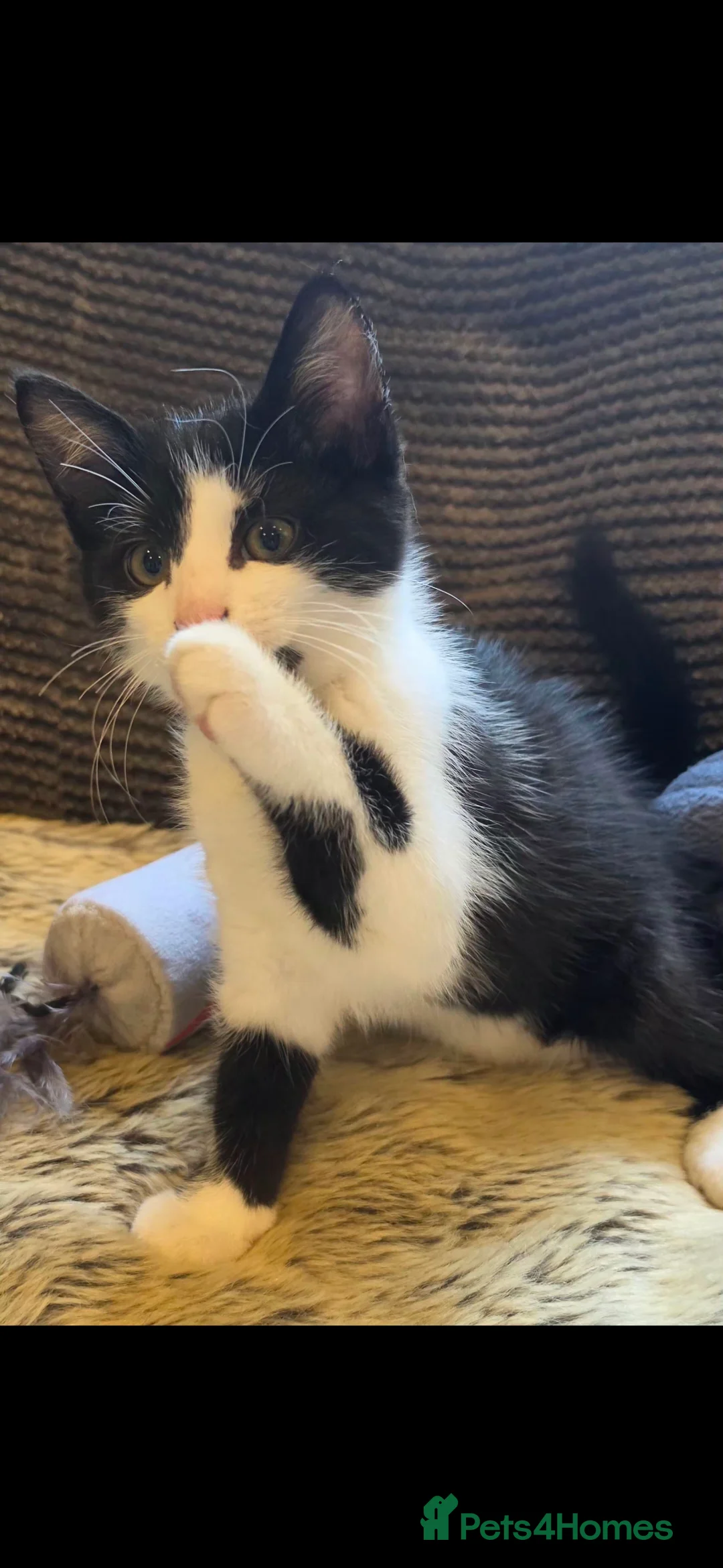Mixed Breed cats for sale: Beautiful long haired kittens  - Advert 2
