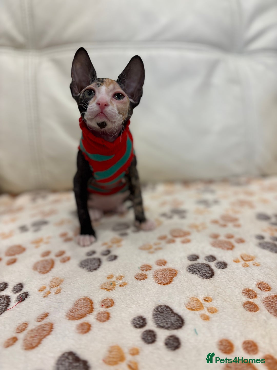 Sphynx cats for sale: Donskoy - Advert 6