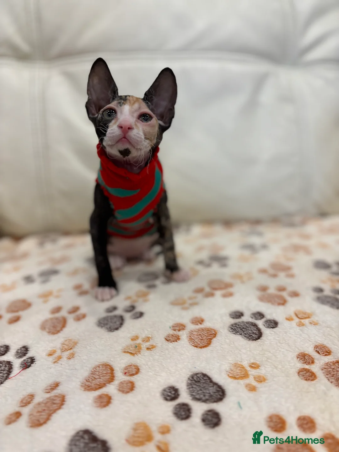 Sphynx cats for sale: Donskoy - Advert 6