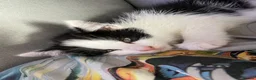 Domestic Shorthair cats for sale: Two beautifully marked male kittens - Advert 16
