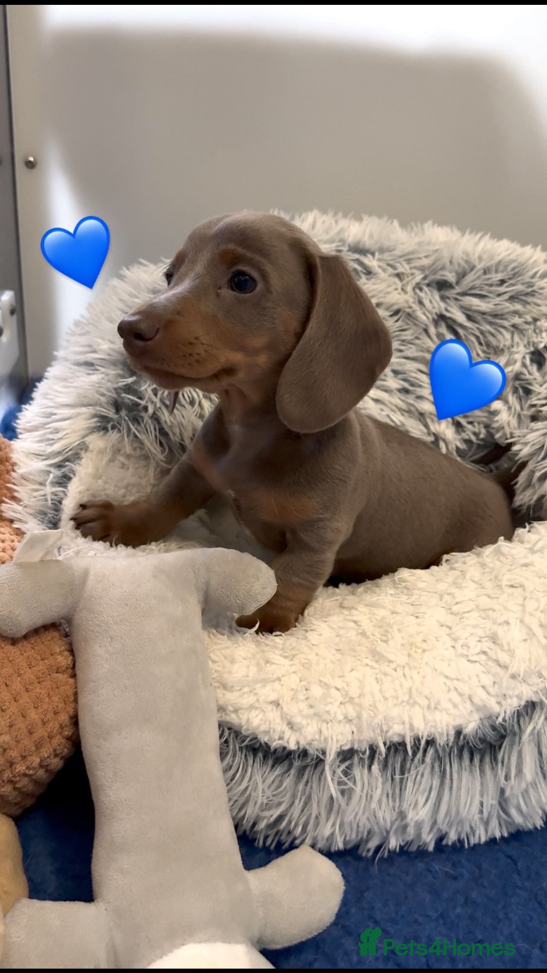 Miniature Dachshund dogs Ready Now Quality mini Isabela & tan Daxi puppy,s  - Advert 15