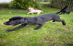 Labrador Retriever dogs for sale: Beautiful male Labrador pups - Image 7