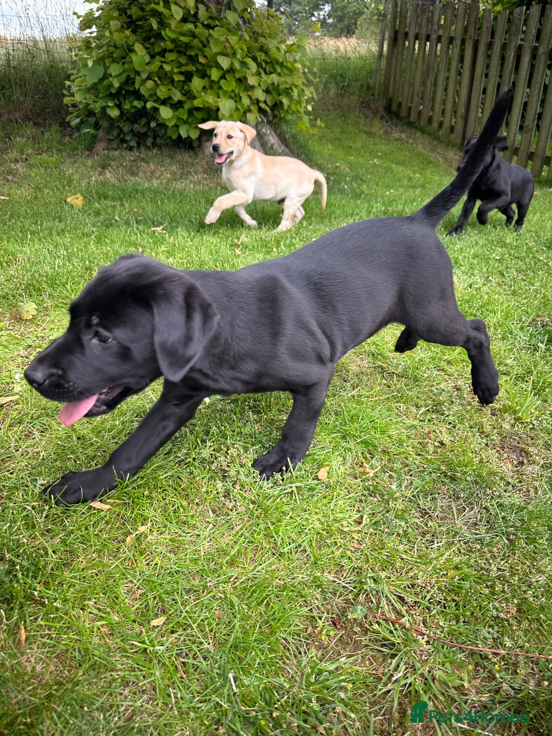 Labrador Retriever dogs for sale: Beautiful male Labrador pups - Image 7