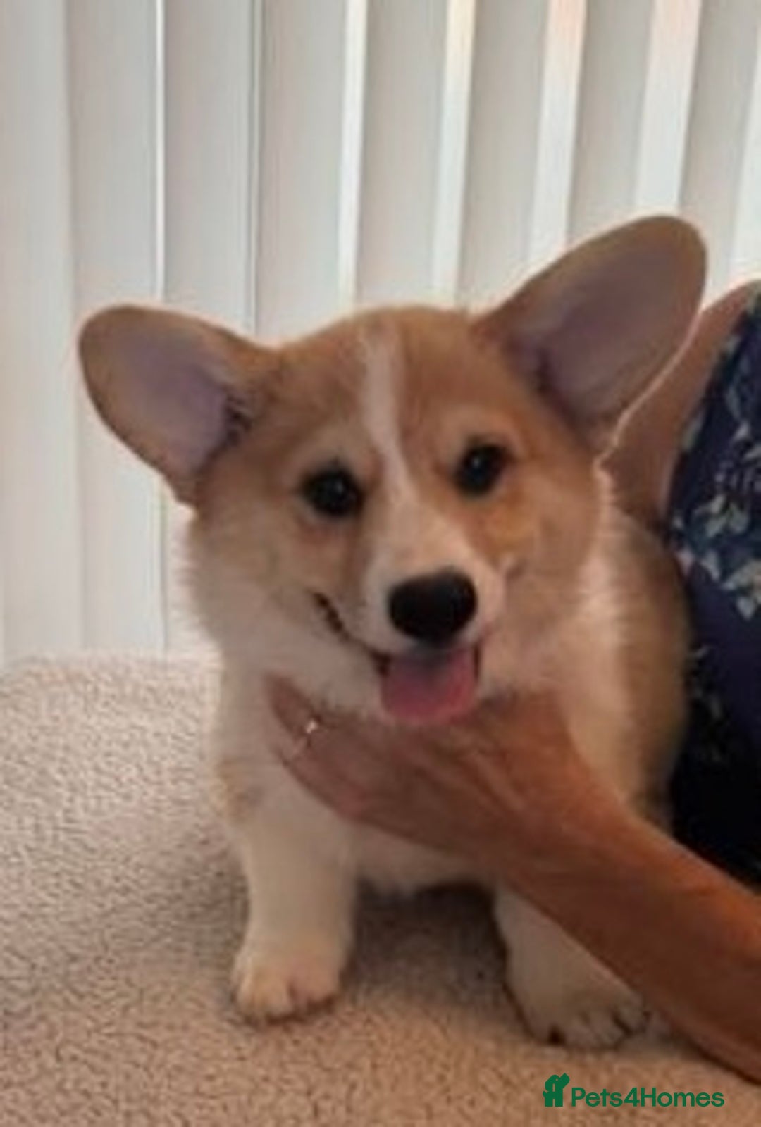 Welsh Corgi Pembroke dogs for sale: Two striking Pembrokeshire Corgis  - Image 6