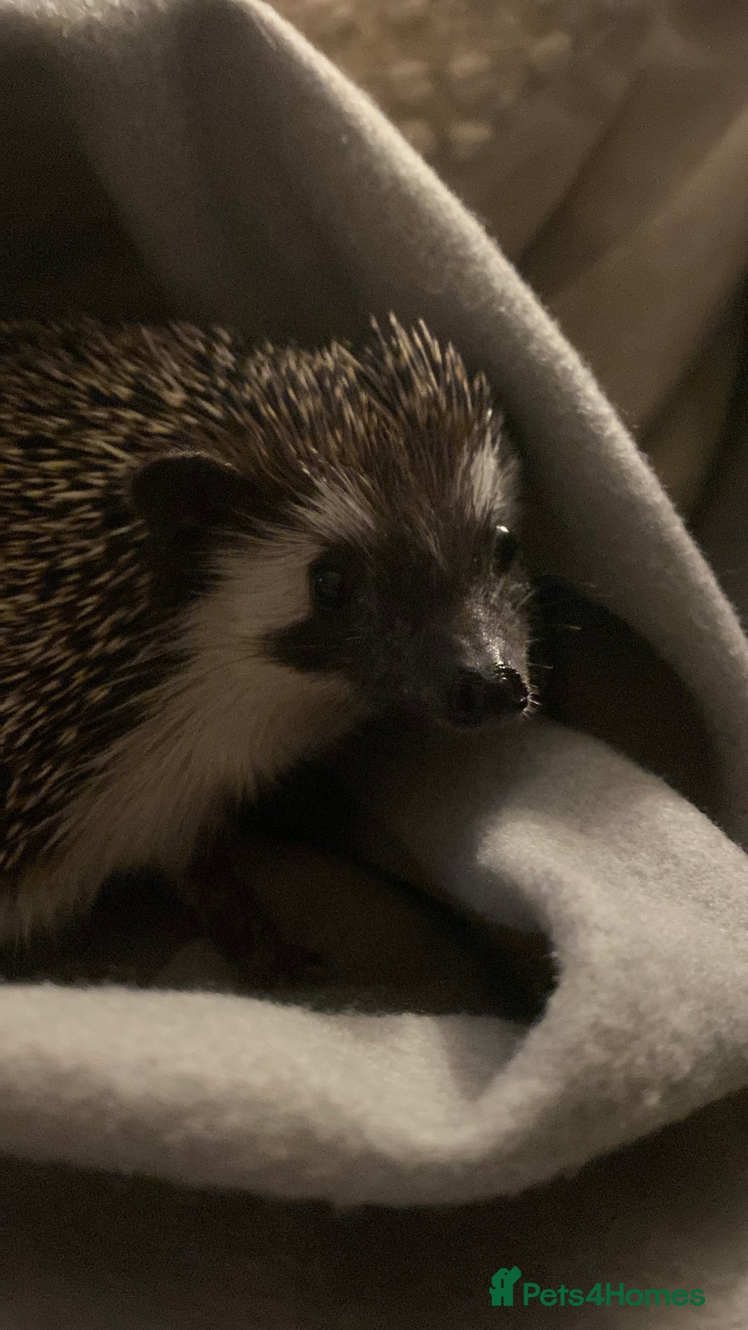 Pygmy Hedgehog rodents for sale: Twiglets looking for a new home  - Advert 5