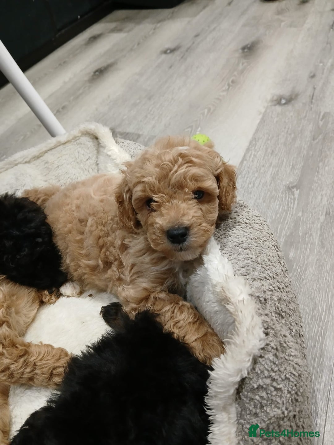 Goldendoodle dogs for sale: Mini Goldendoodles - Advert 14