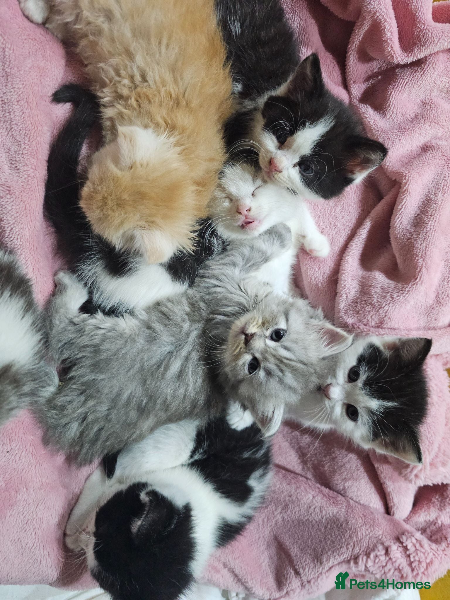 Mixed Breed cats 2 different litters, tiny kittens  - Advert 1