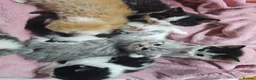 Mixed Breed cats for sale: 2 different litters, tiny kittens  - Advert 14