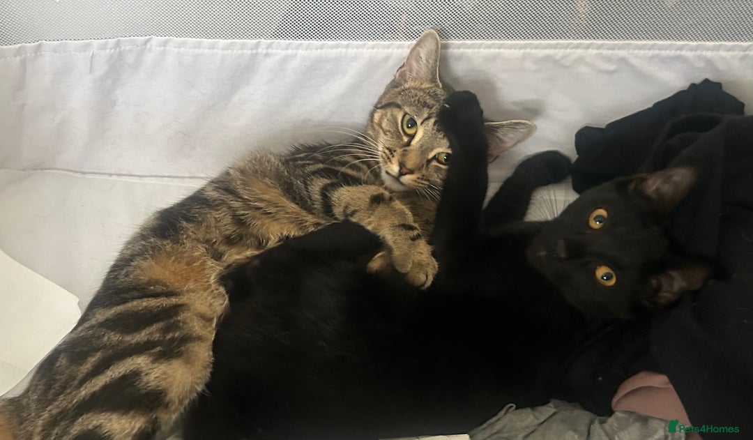 Domestic Shorthair cats for sale: Selene and Hades - £60 Indoor Bonded Pair - Image 4